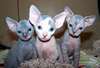 Adorable sphynx male et female - photo 1