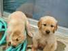 Deux chiots Golden Retriever AKC - photo 1