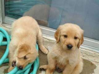 Deux chiots Golden Retriever AKC