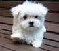 de tres beaux chiots Maltese au prix de rien - photo 1