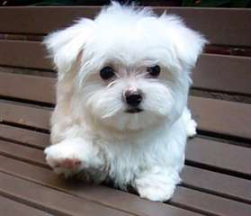 de tres beaux chiots Maltese au prix de rien