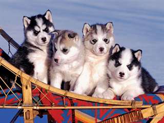Chiots siberian husky de très bonne race pure