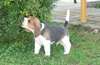 Nos briquets sont 100% beagle pour adoption - photo 2