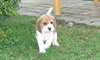 Nos briquets sont 100% beagle pour adoption - photo 3
