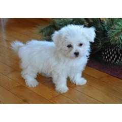 Chiots maltais pour adoption