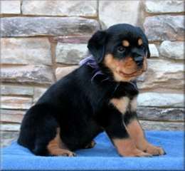 Chiots Rottweiler