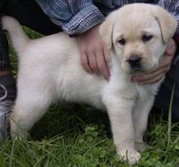 chiots labrador impressionnants pour adoption.
