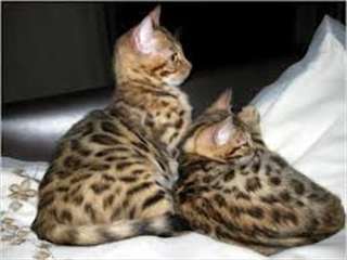 Magnifiques Chatons bengal