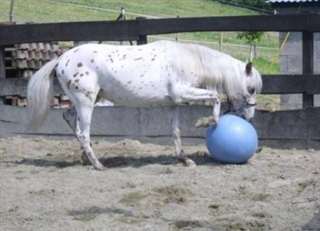 Donne Magnifique Cheval hongre appaloosa l&#233;opard