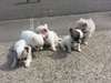 superbes chiots Chihuahua - photo 1