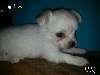 superbes chiots Chihuahua - photo 2
