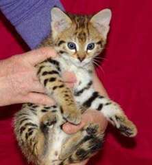 chatons bengal