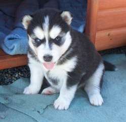 TRES BEAUX CHIOTS SIBERIAN  HUSKY  DISPONIBLE