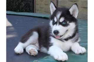 TRES BEAUX CHIOTS SIBERIAN  HUSKY  DISPONIBLE