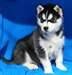 pur race husky sibérien disponible - photo 1