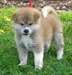 SUBLIMES CHIOTS AKITA INU - photo 1