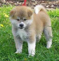 SUBLIMES CHIOTS AKITA INU