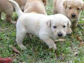 (Grande opportunité) chiots labrador pour adoption