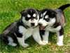 chiots siberian husky pour adoption. - photo 1