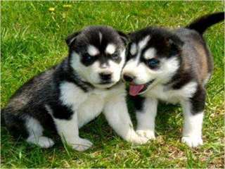 chiots siberian husky pour adoption.