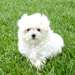 chiots maltais pour adoption libre - photo 1