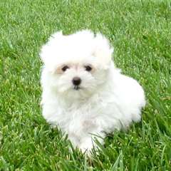 chiots maltais pour adoption libre