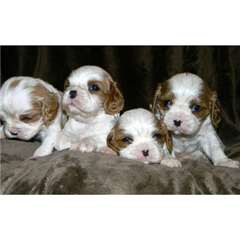 Chiots cavalier king charles