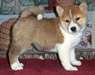 MAGNIFIQUES CHIOT SHIBA INU - photo 1