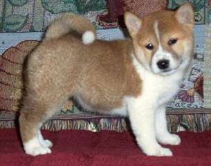 MAGNIFIQUES CHIOT SHIBA INU