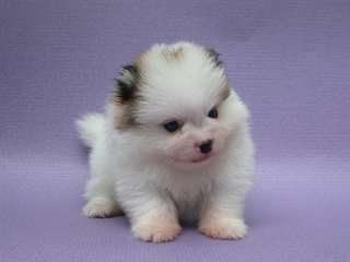 Offre Deux Chiots Pomeranien