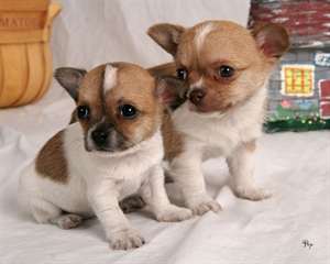 deux Magnifiques chiots type Chihuahua