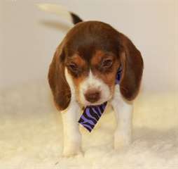 Superbes chiots jack russell