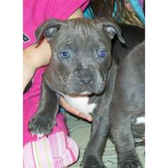 des adorables chiot pitt bull
