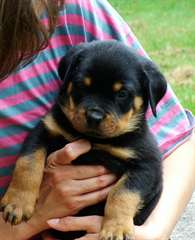 Chiots Rottweiler