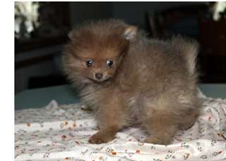 Chiots d'apparence spitz poméranien