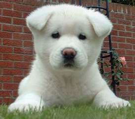 SUBLIMES CHIOTS AKITA INU