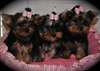 Adorables chiots AKC Yorkie femmes à vendre - photo 1