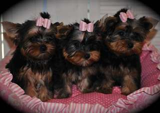 Adorables chiots AKC Yorkie femmes à vendre