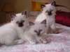 Chatons Birmanie loof - photo 1