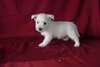 Magnifiques chiots westie - photo 1