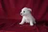 Magnifiques chiots westie - photo 2