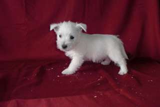 Magnifiques chiots westie