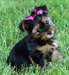 Yorkshire terrier toy pedigre - photo 1