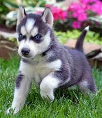 Deux Mignion petit chiots Husky,Male et femelles d