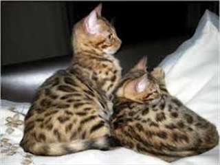Beaux  chatons bengal disponible pour adoption