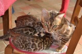 Magnifiques chatons BENGAL pour  adoption