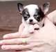 A donner Chiot type chihuahua  Mâle et femelles - photo 1