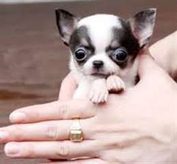 A donner Chiot type chihuahua  Mâle et femelles