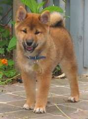 MAGNIFIQUES CHIOT SHIBA INU