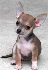 Chiot chihuahua male de couleur creme